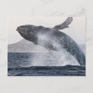 Humpback whale postcard