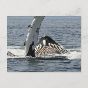 Humpback Whale Postcard