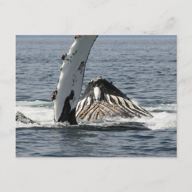 Humpback Whale Postcard (Front)