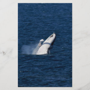 HUMPBACK WHALE QUEENSLAND AUSTRALIA