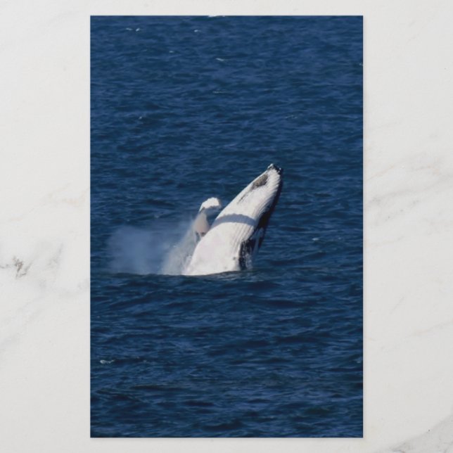 HUMPBACK WHALE QUEENSLAND AUSTRALIA (Front)