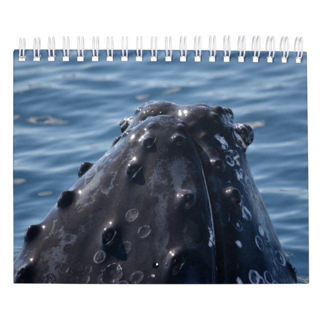 HUMPBACK WHALE QUEENSLAND AUSTRALIA CALENDAR (Cover)