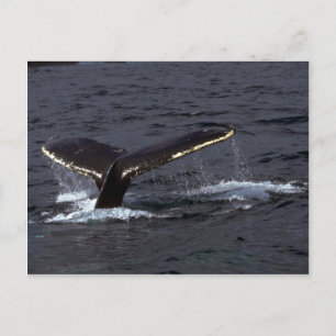 Humpback Whale Sounding (Tail Flukes)/Glistening Postcard