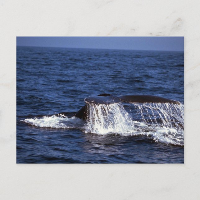 Humpback Whale Sounding (Tail Flukes) Postcard (Front)