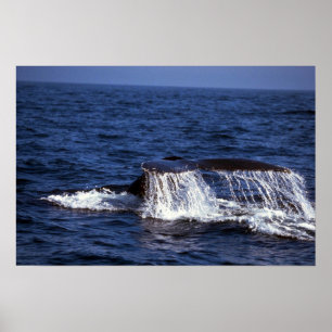 Humpback Whale Sounding (Tail Flukes) Poster