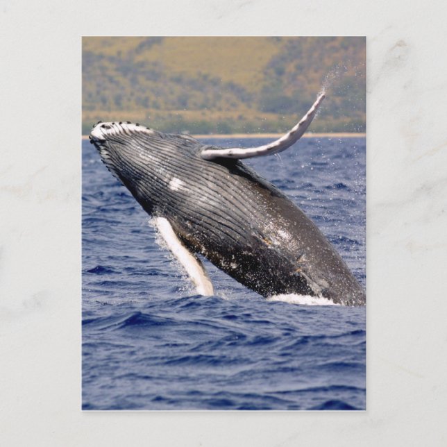 Humpback Whale Splashing Postcard (Front)