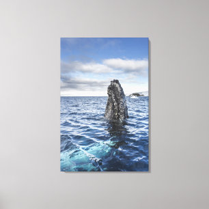 Humpback Whale Spyhops   Hope Bay, Antarctica Canvas Print