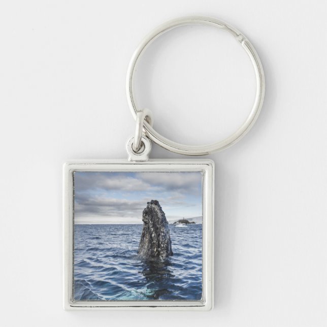 Humpback Whale Spyhops | Hope Bay, Antarctica Key Ring (Front)