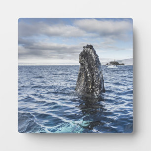 Humpback Whale Spyhops Hope Bay, Antarctica Plaque
