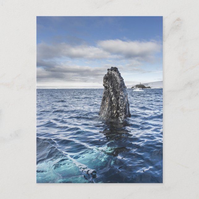 Humpback Whale Spyhops | Hope Bay, Antarctica Postcard (Front)
