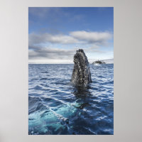 Humpback Whale Spyhops | Hope Bay, Antarctica