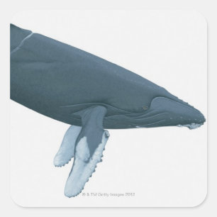 Humpback Whale Square Sticker