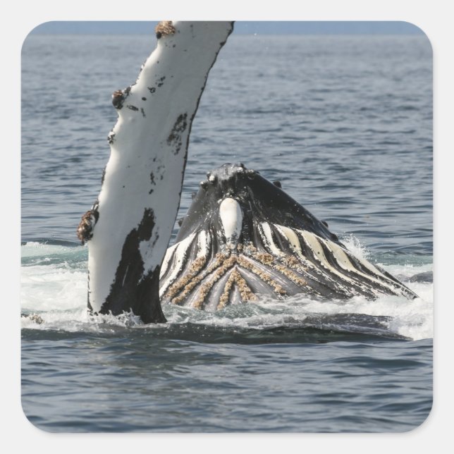 Humpback Whale Square Sticker (Front)
