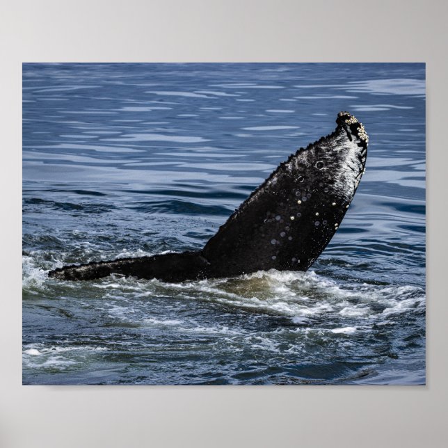 Humpback Whale Tail Close Up - Wildlife Photograph Poster (Front)