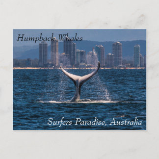 Humpback Whale Tail Fluke Off Surfers Paradise Postcard