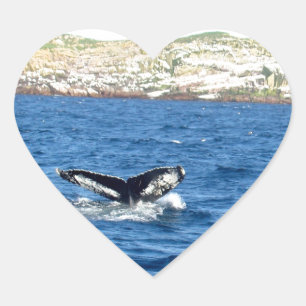 Humpback Whale Tail Heart Sticker