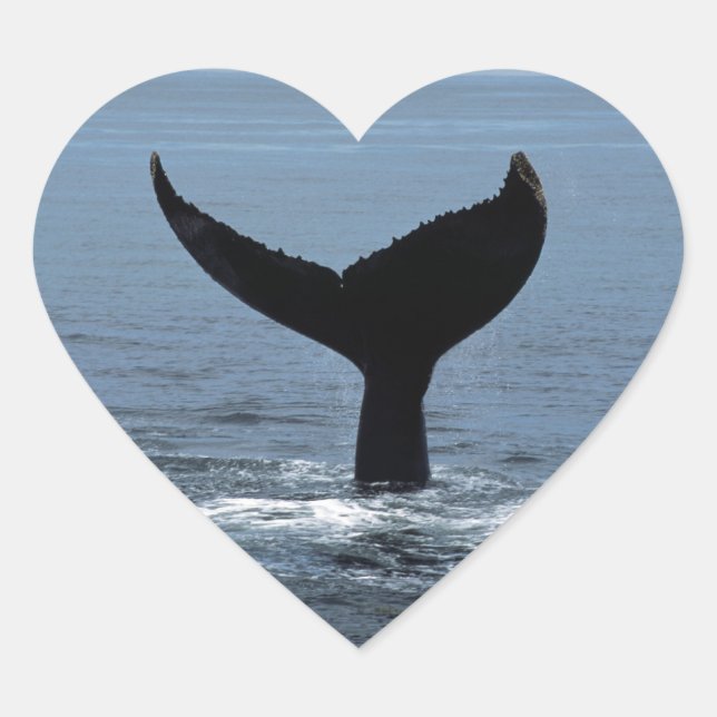 Humpback whale tail heart sticker (Front)