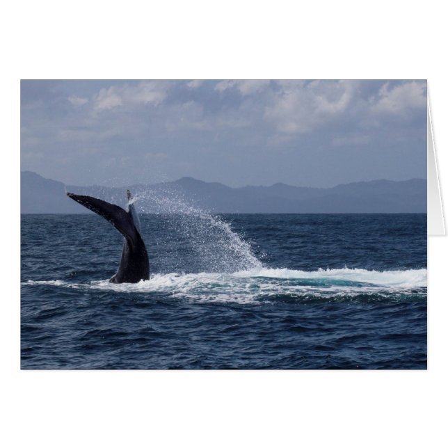 Humpback Whale Tail Splash (Front Horizontal)