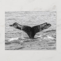 Humpback Whale Tail Splash - Wildlife Photography