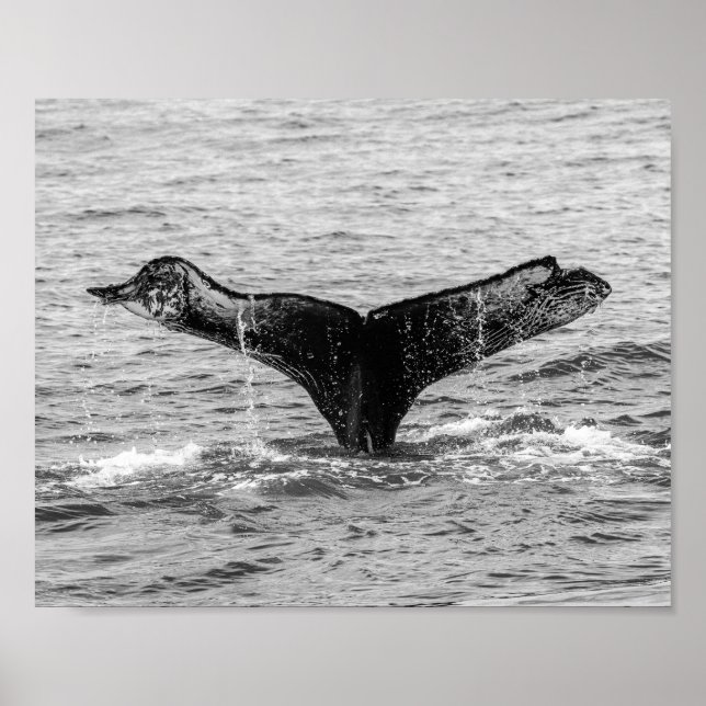 Humpback Whale Tail Splash - Wildlife Photography Poster (Front)