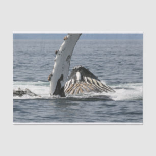 Humpback Whale Tissue Paper