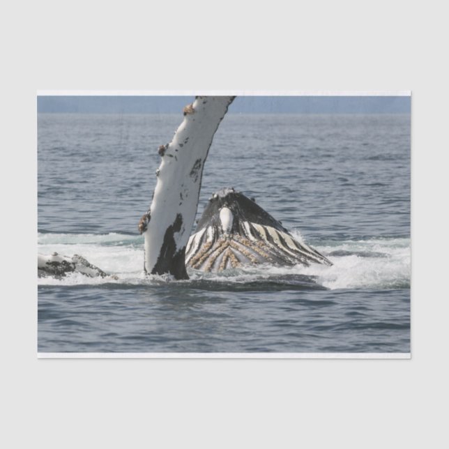 Humpback Whale Tissue Paper (Front)