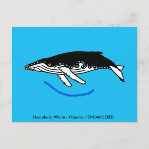 Humpback  WHALE - Wildlife - Nature - Postcard
