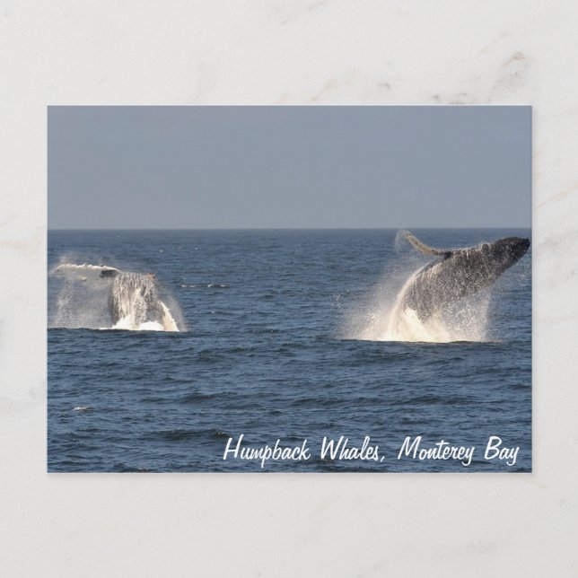 Humpback Whales Breaching Postcard (Front)