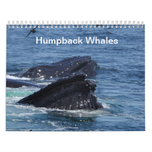 Humpback Whales calendar