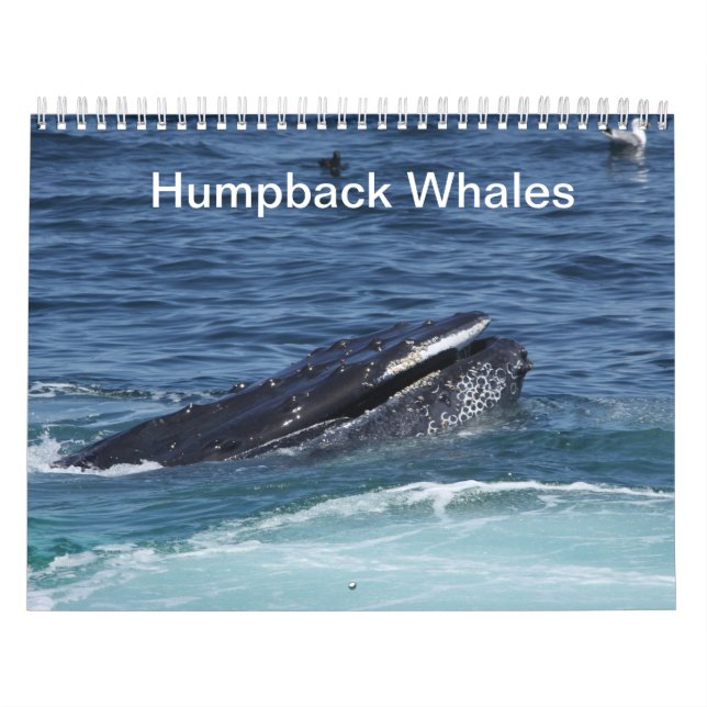 Humpback Whales calendar 2014 (Cover)