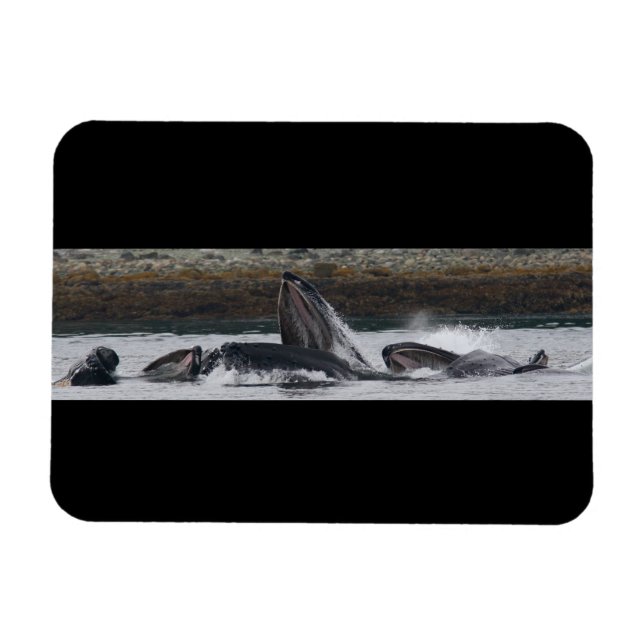 Humpback whales feeding magnet (Horizontal)