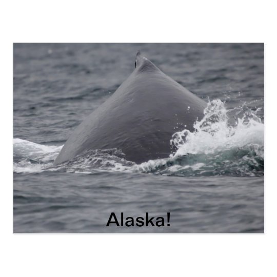 humpback whale's hump postcard