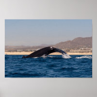 Humpback Whales in Mexico