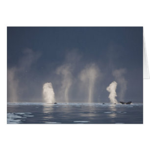 Humpback Whales Megaptera novaeangliae)