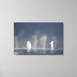 Humpback Whales Megaptera novaeangliae) Canvas Print