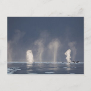 Humpback Whales Megaptera novaeangliae) Postcard