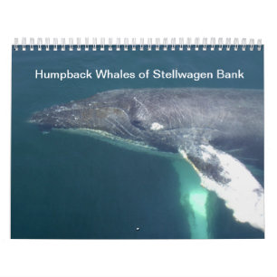 Humpback Whales of Stelwagen Bank Calendar
