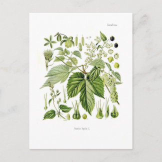 Humulus lupulus (Hop) Postcard