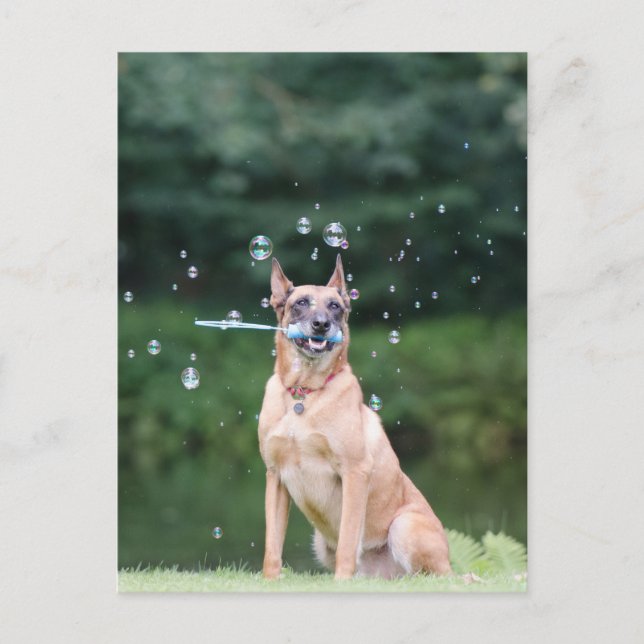 Hundtrick: Seifenblasen erstellen Postcard (Front)