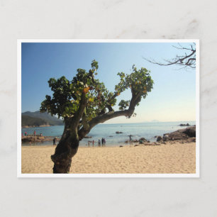 hung shing yeh beach tree postcard