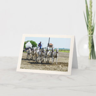 Hungarian horse riding card