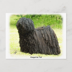 Hungarian Puli 8W48D-03 Postcard