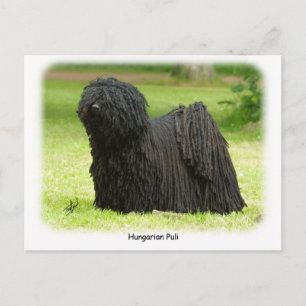 Hungarian Puli 8W48D-12 Postcard