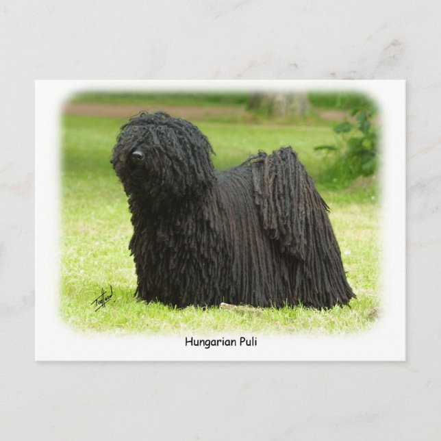 Hungarian Puli 8W48D-12 Postcard (Front)