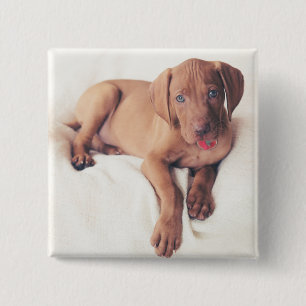 Hungarian Vizsla Puppy 15 Cm Square Badge