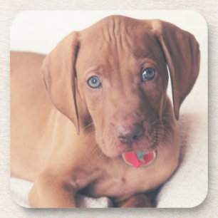 Hungarian Vizsla Puppy Coaster