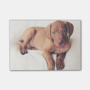 Hungarian Vizsla Puppy Post-it Notes