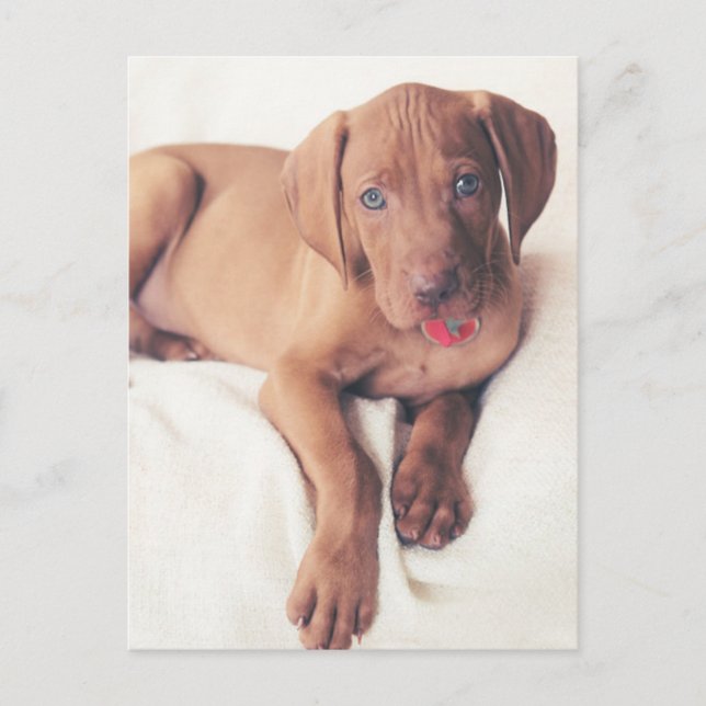Hungarian Vizsla Puppy Postcard (Front)