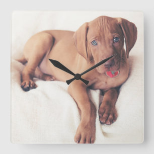 Hungarian Vizsla Puppy Square Wall Clock