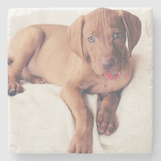 Hungarian Vizsla Puppy Stone Coaster (Front)